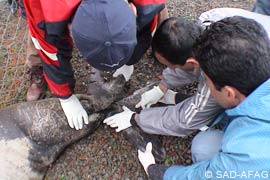 Rescue Network