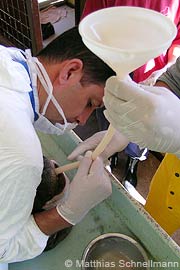 monk seal rehabilitation