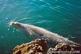 monk seal in croatia