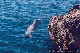 monk seal sighting