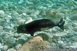 monk seal pup