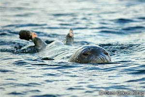 Monk seal in Turkish waters