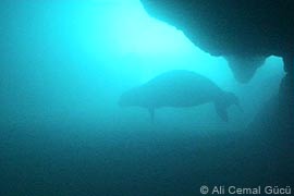 Female seal entering the cave