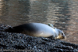 monk seal pup dimitris