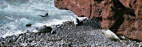 monk seals on desertas isl.