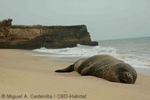 med. monk seal