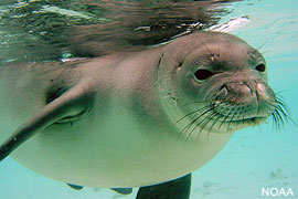 Hawaiian monk seal