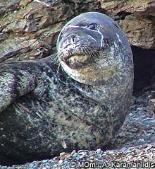 portrait 'aggelis'