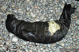 monk seal pup