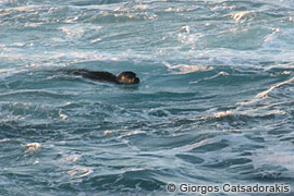 visiting Monk seal 