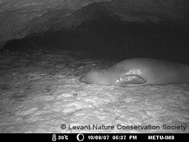 monk seal infrared picture