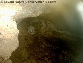 monk seal flash picture