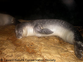 monk seal flash picture