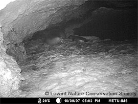 monk seal infrared picture