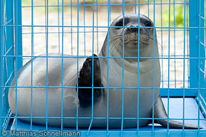 monk seal viktoria