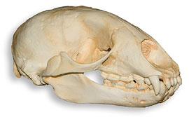 Caribbean monk seal replica skull