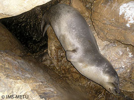 A monk seal resting