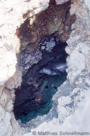a juvenile monk seal in Greece