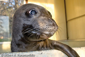 mediterranean monk seal pup artemis