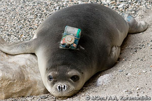 mediterranean monk seal pup Artemis