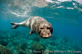 male Med. monk seal, Desertas Isl.