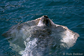 monk seal with ray