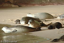 mothers and pups