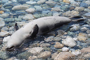 Mediterranean monk seal dynamited on Samos