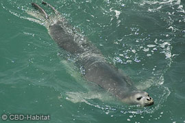 Mediterranean Monk Seal