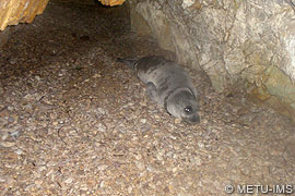 Mediterranean monk seal caught in photo-trap