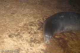 Mediterranean monk seal caught in photo-trap