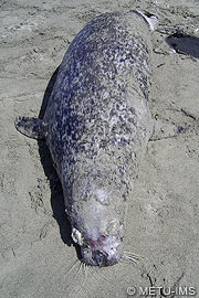 Dead Harbour seal
