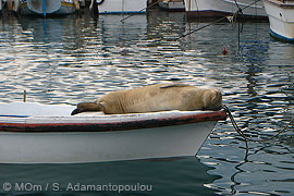 Mediterranean monk seal Badem