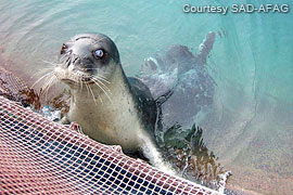 Mediterranean monk seal Badem