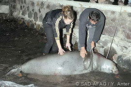 Mediterranean monk seal death